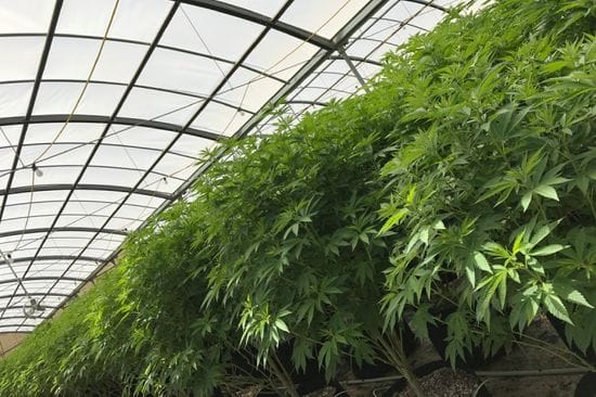 Cannabis Greenhouse Staples